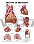 Anatomy of the Heart Anatomical Chart